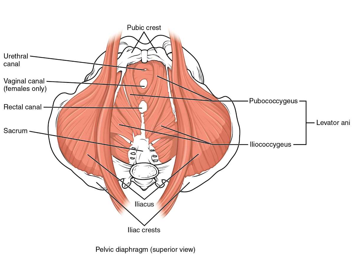 for-the-guys-here-s-how-to-relax-your-tight-pelvic-floor-muscles