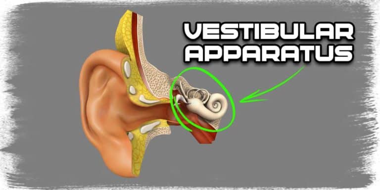 Improving Your Balance With Your Eyes Closed (Why & How) - Strength ...