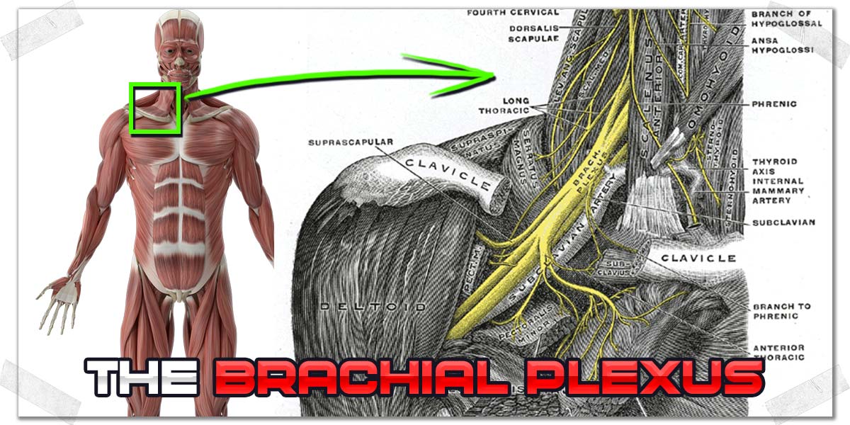 Here's How to Fix Shoulder Pain from Dips (Complete Guide) - Strength ...