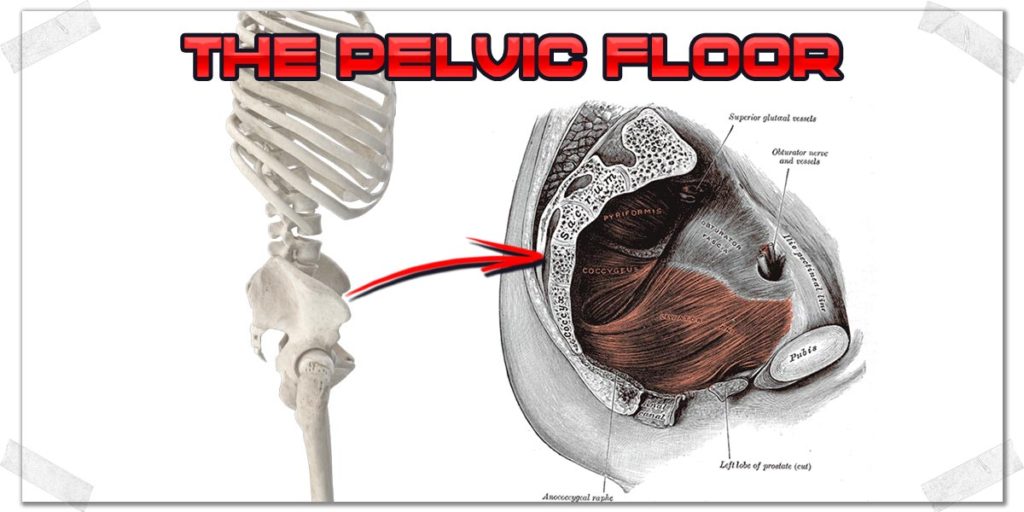 Anatomy of female pelvic floor muscles. Crotch anatomy, pelvic floor Stock  Vector