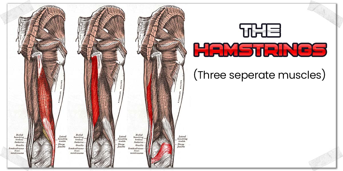 Pain Behind Your Knee When Squatting? Causes | Fixes | What To Know ...