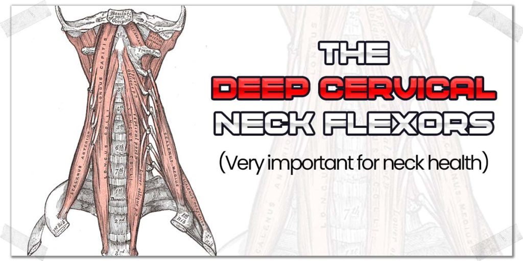 Improving Neck Strength: Don't Forget The Deep Cervical Extensors