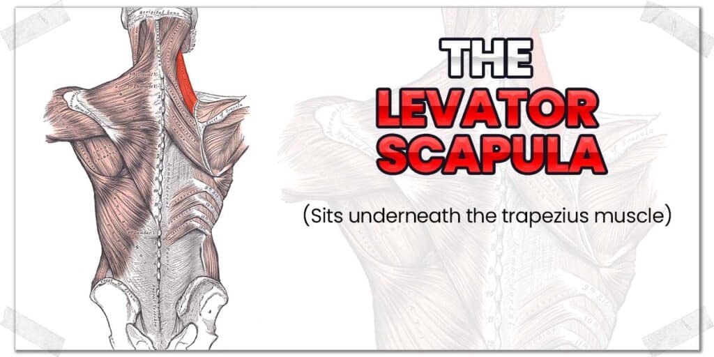 Be Gone, Neck Pain! Professional Deep Tissue Techniques Part 1 - Levator  Scapulae Massage! 