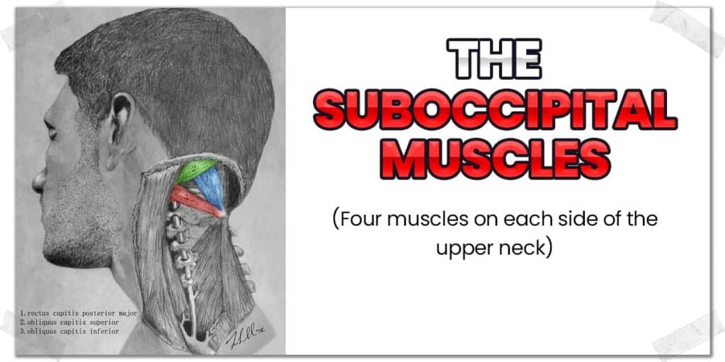 https://www.strengthresurgence.com/wp-content/uploads/2023/07/Suboccipital-muscles-1024x512.jpg
